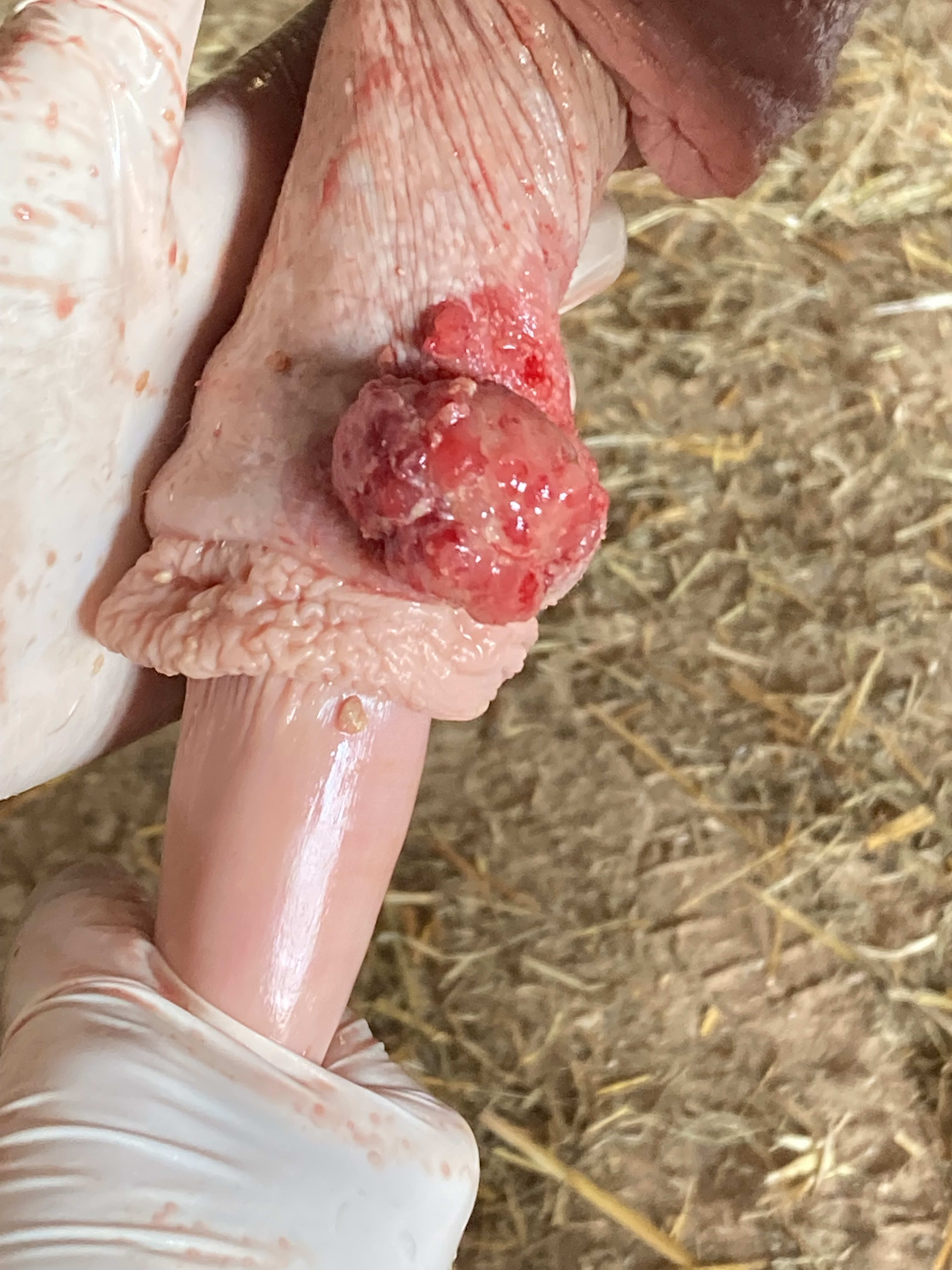 Sheath Cleaning, Great Lakes Equine