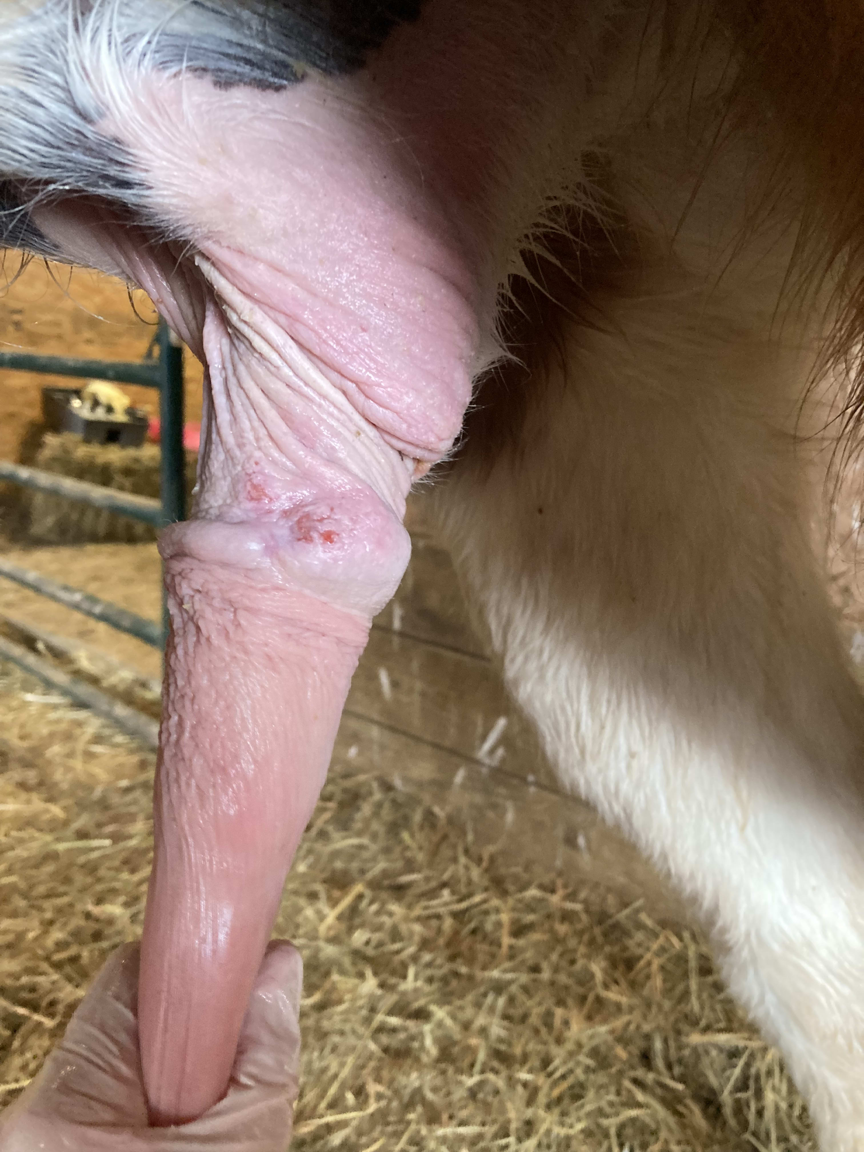 Sheath Cleaning, Great Lakes Equine