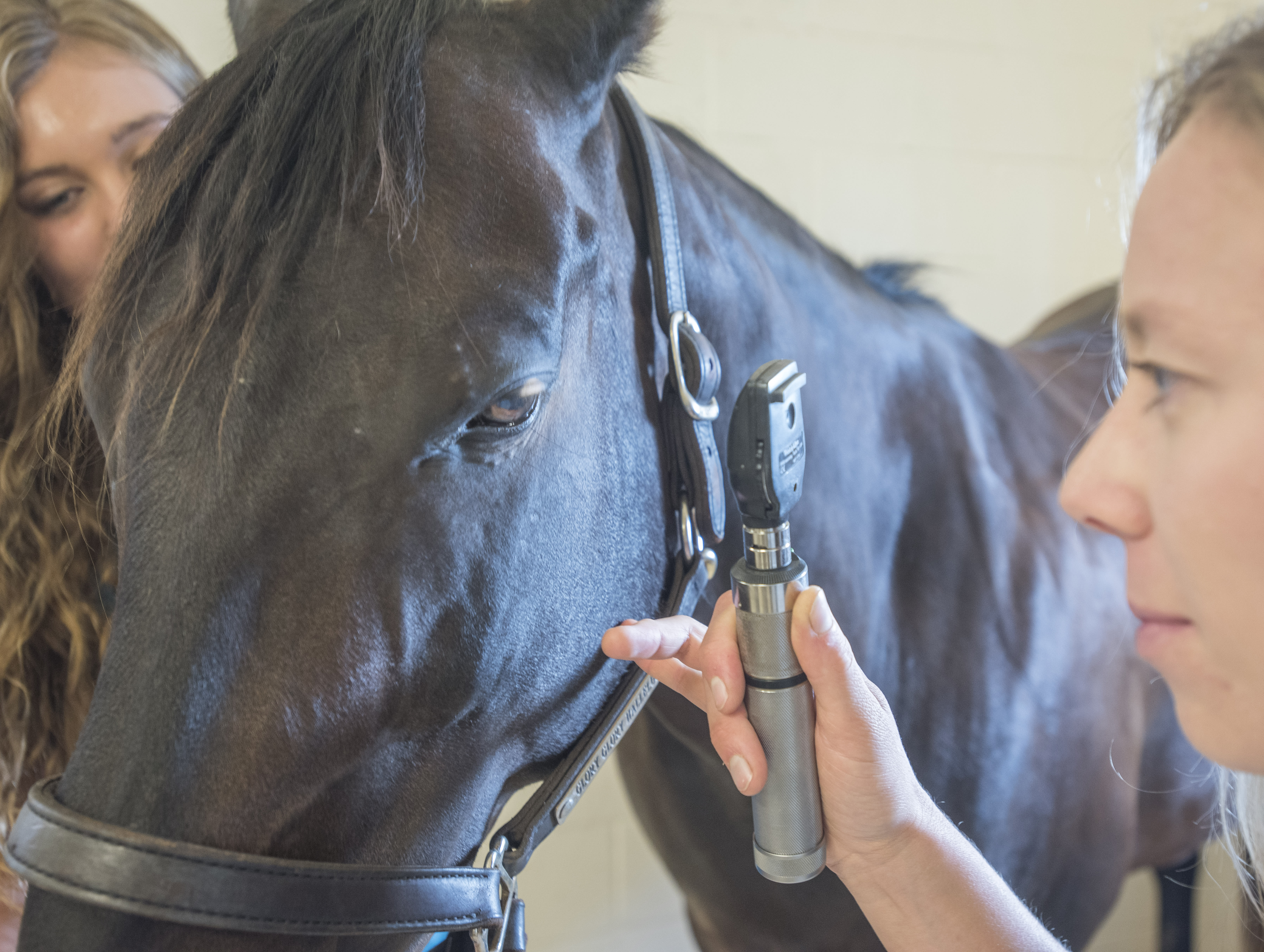 Veterinarian examining a horse's eye.