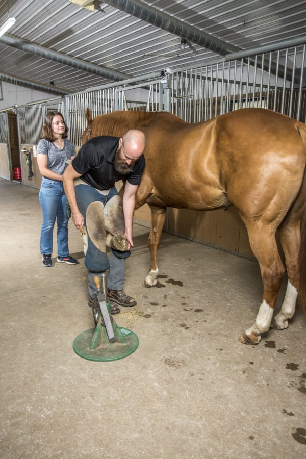 Farriar holding horse's hoof up in air preparing to perform horse hoof trimming and horseshoe installation 
